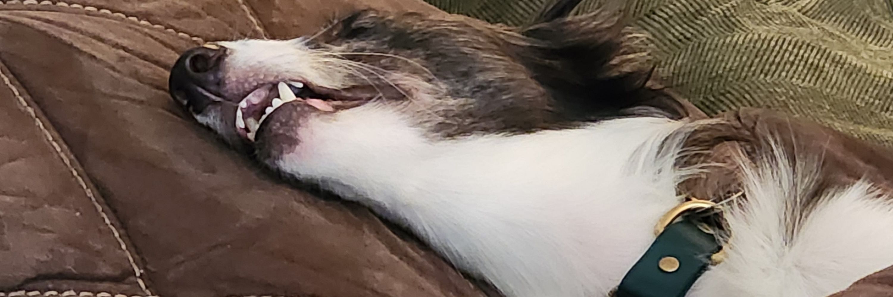 MarshmallowManta