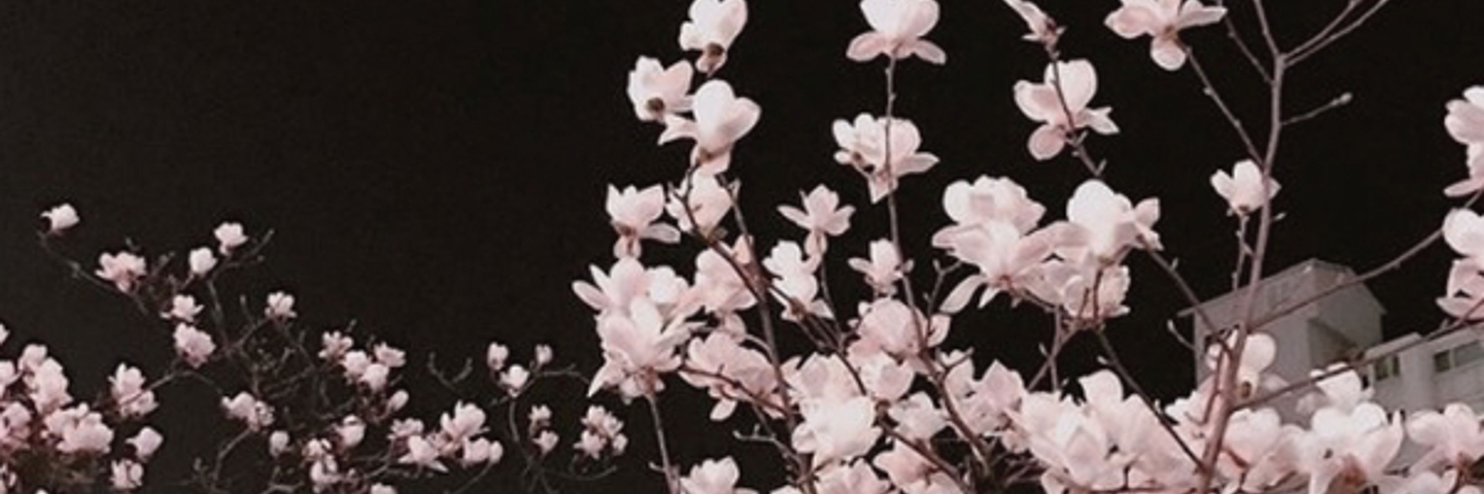 ‣࿐ ₊ 玲 ⁺ ☽ ₊