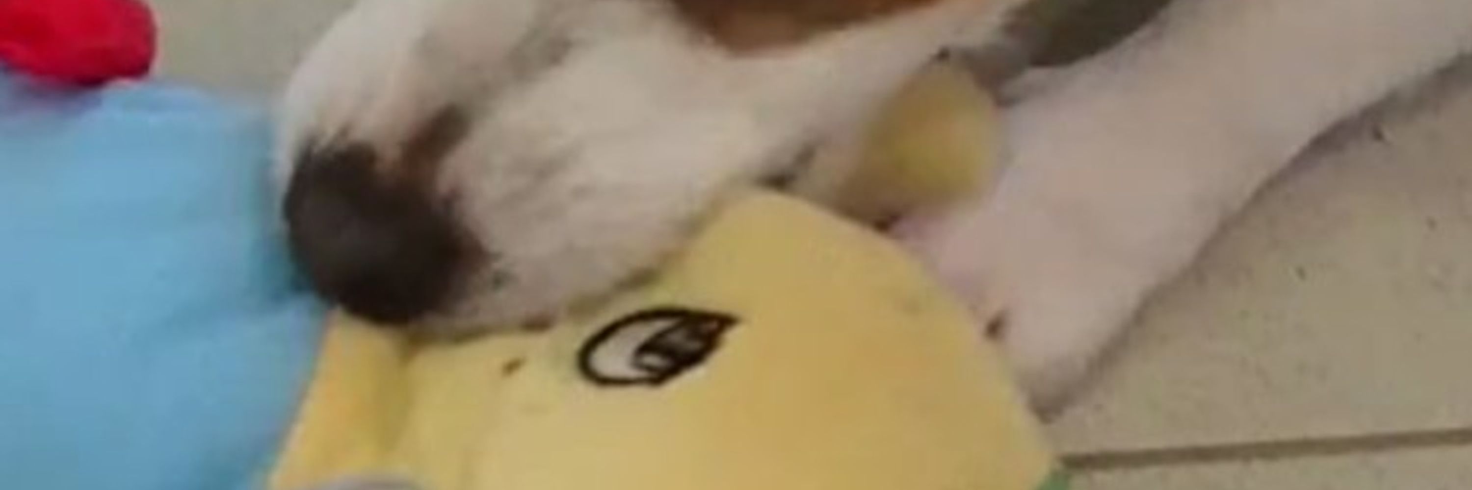 ぶっしゃー！