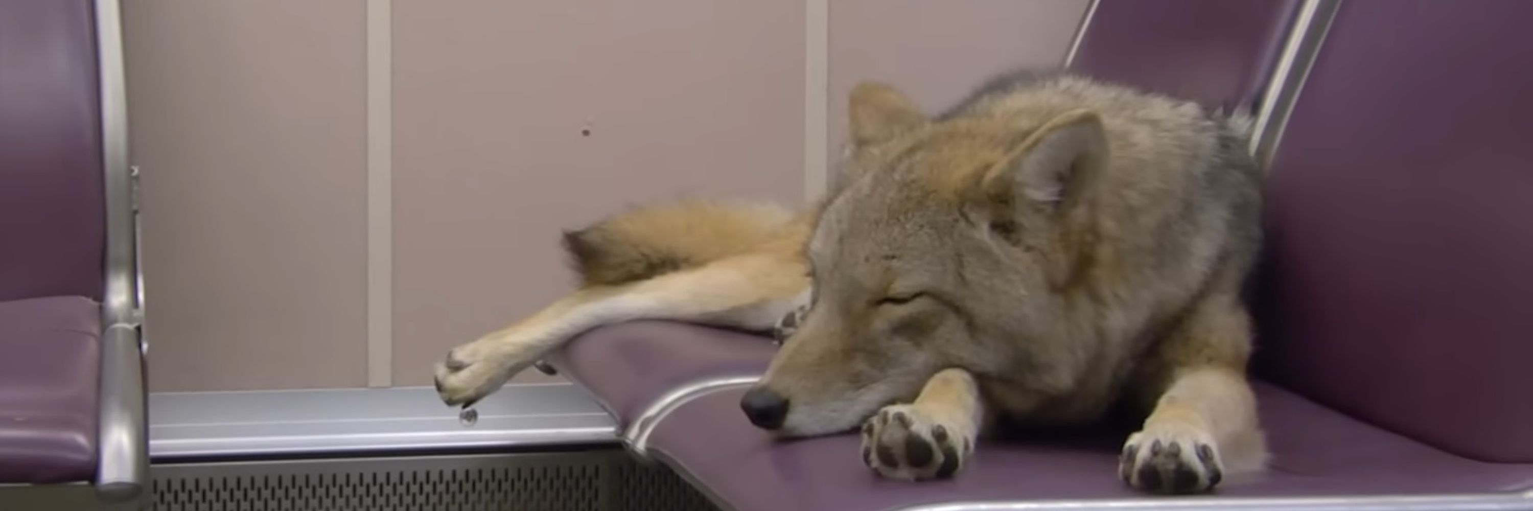 ☭ Comrade Coyote 🏳️‍⚧️