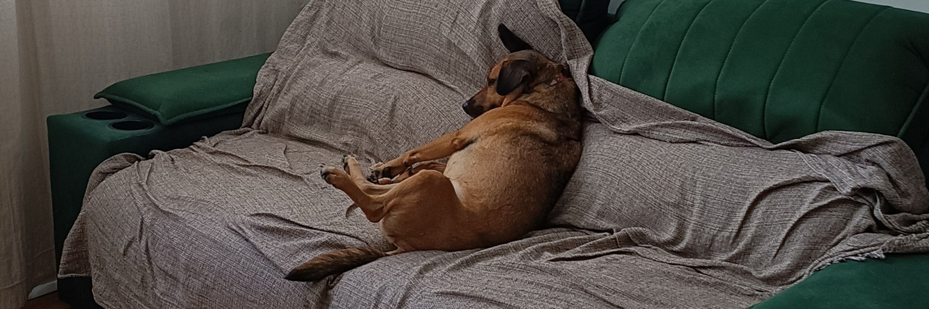 Sammy