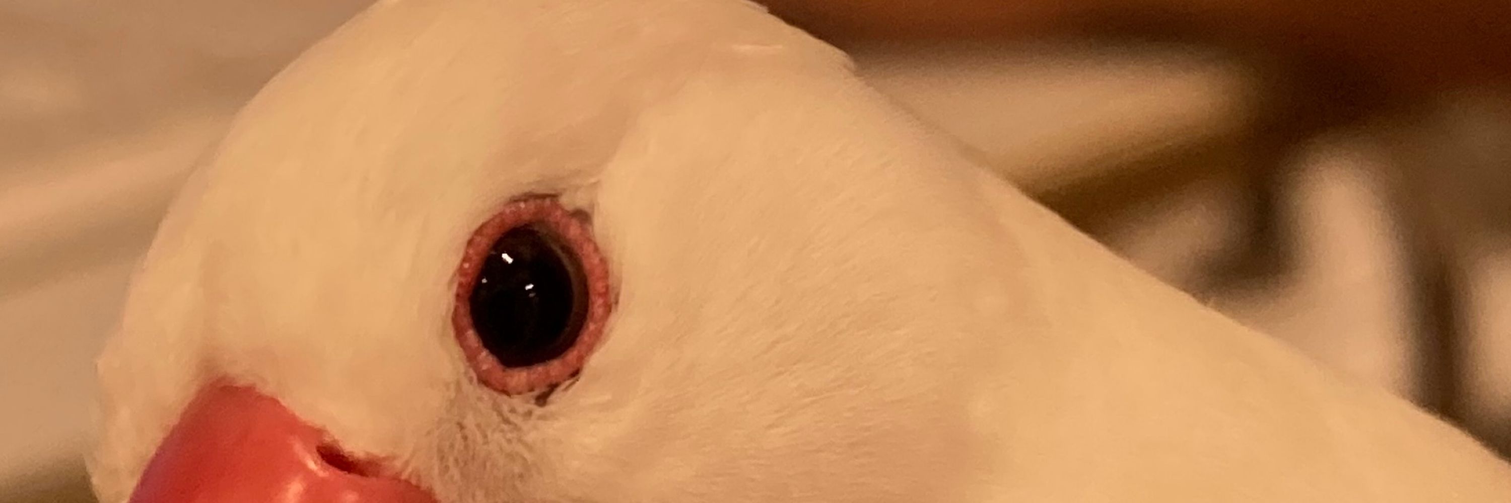 びいどろプラム