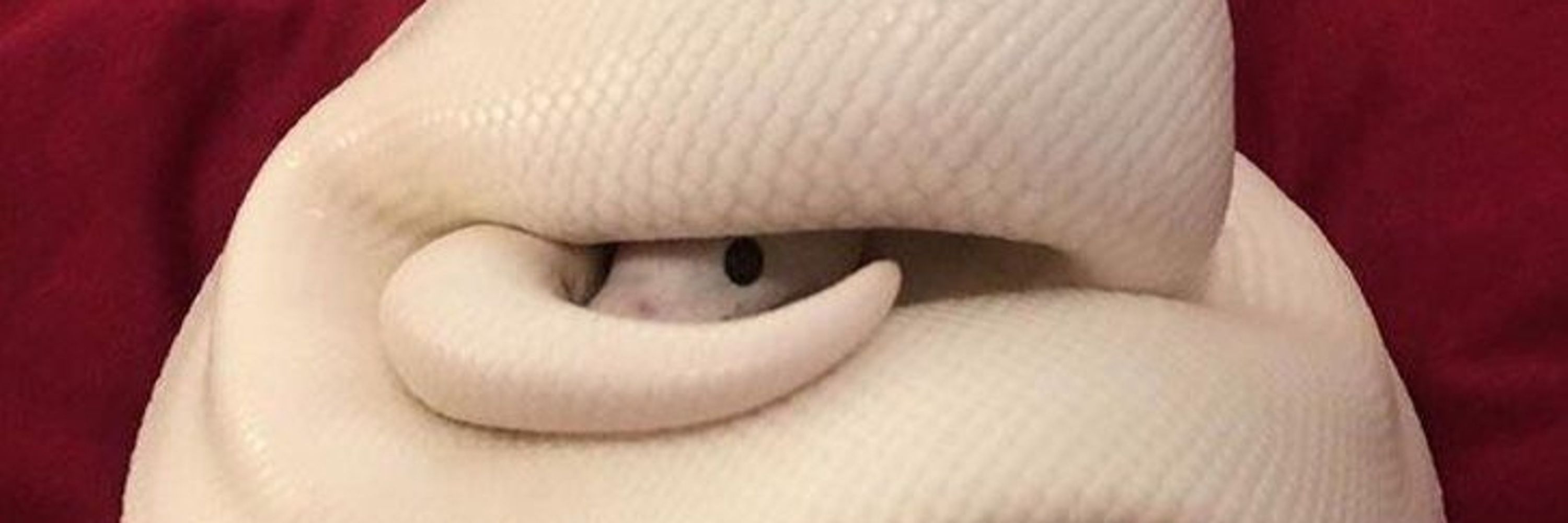 Ball Python Every Hour