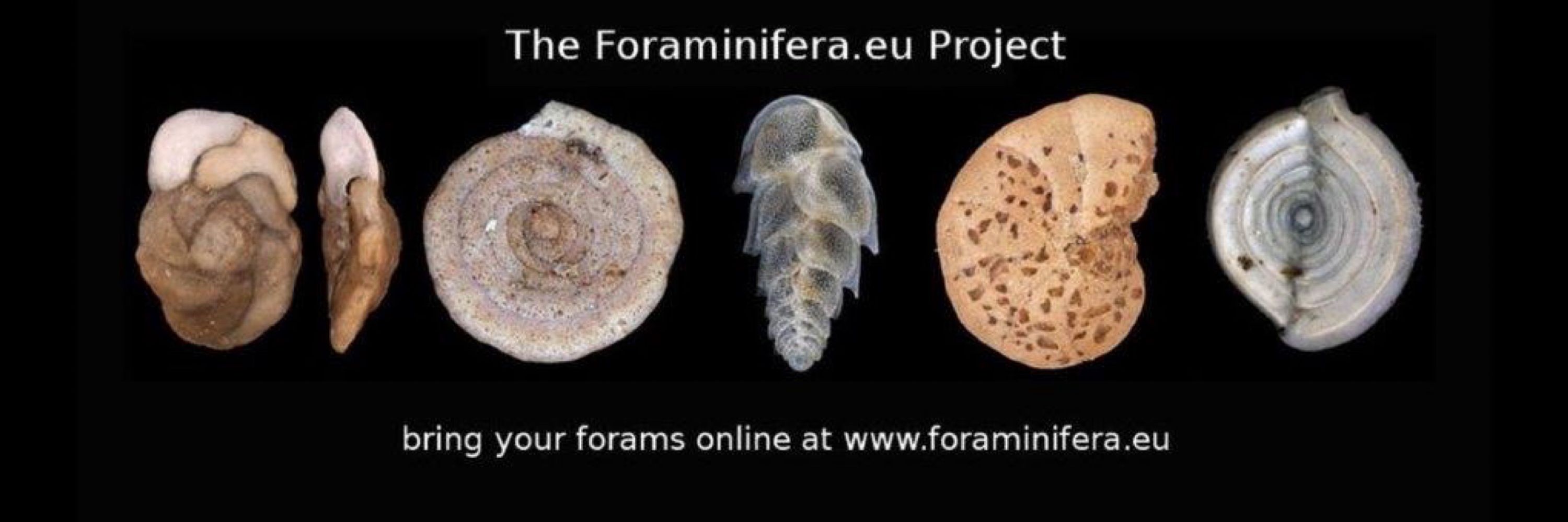 Foraminifera.eu