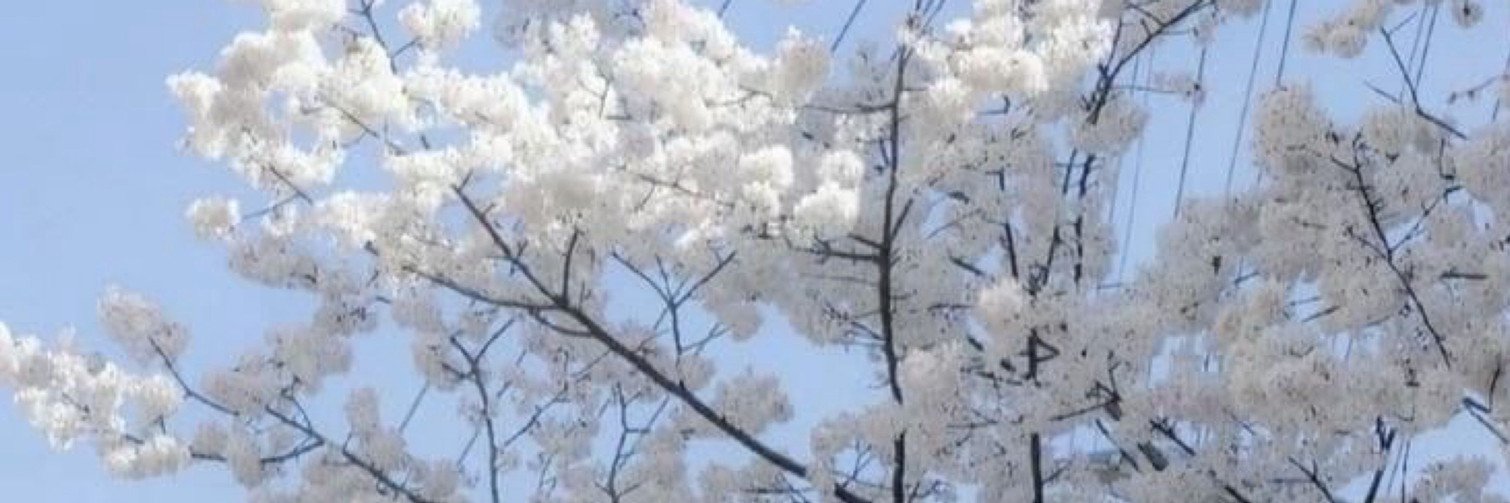 サ ス キ ア ☁️