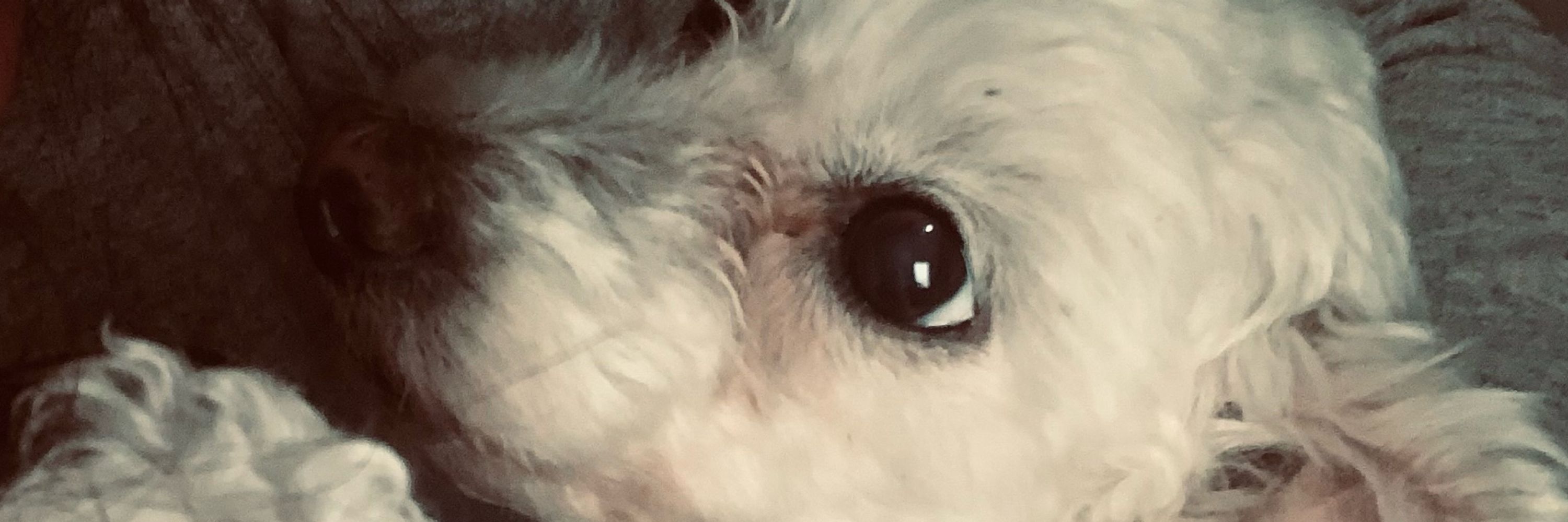 Gigi