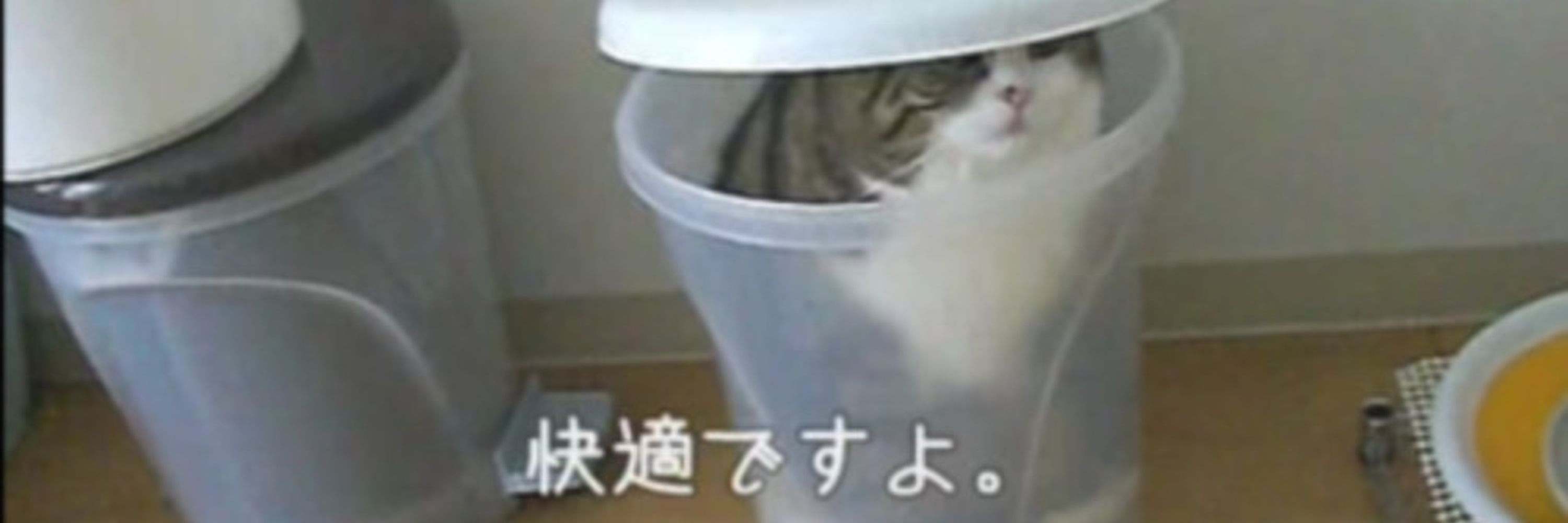tntntntn