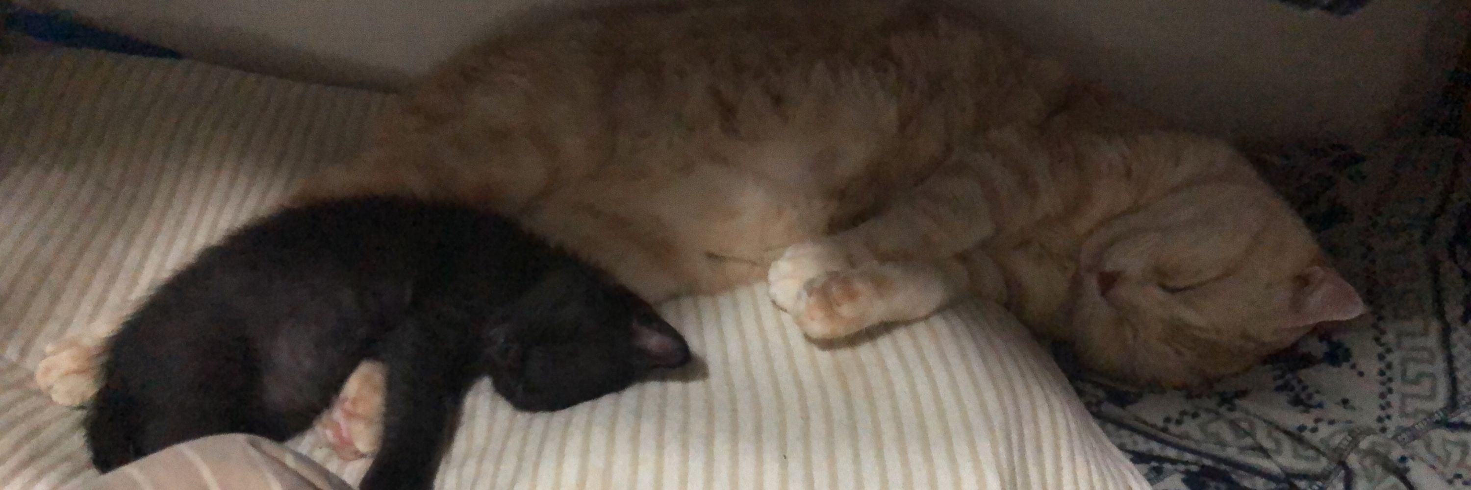 さくりゃん