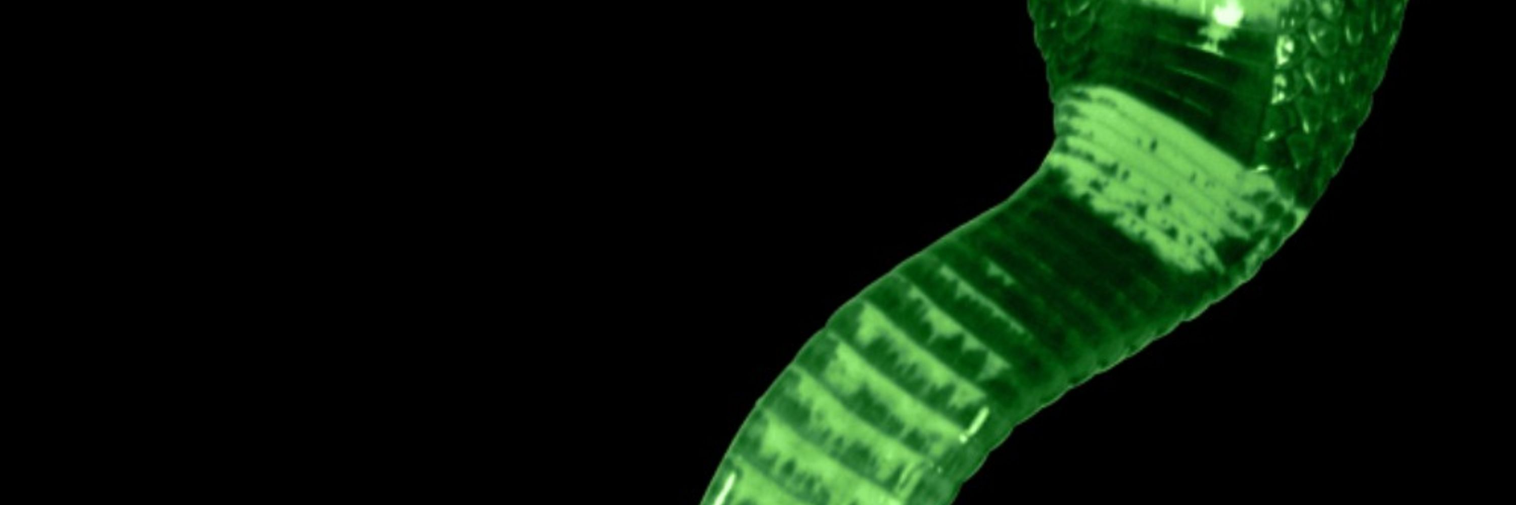 snakeitis