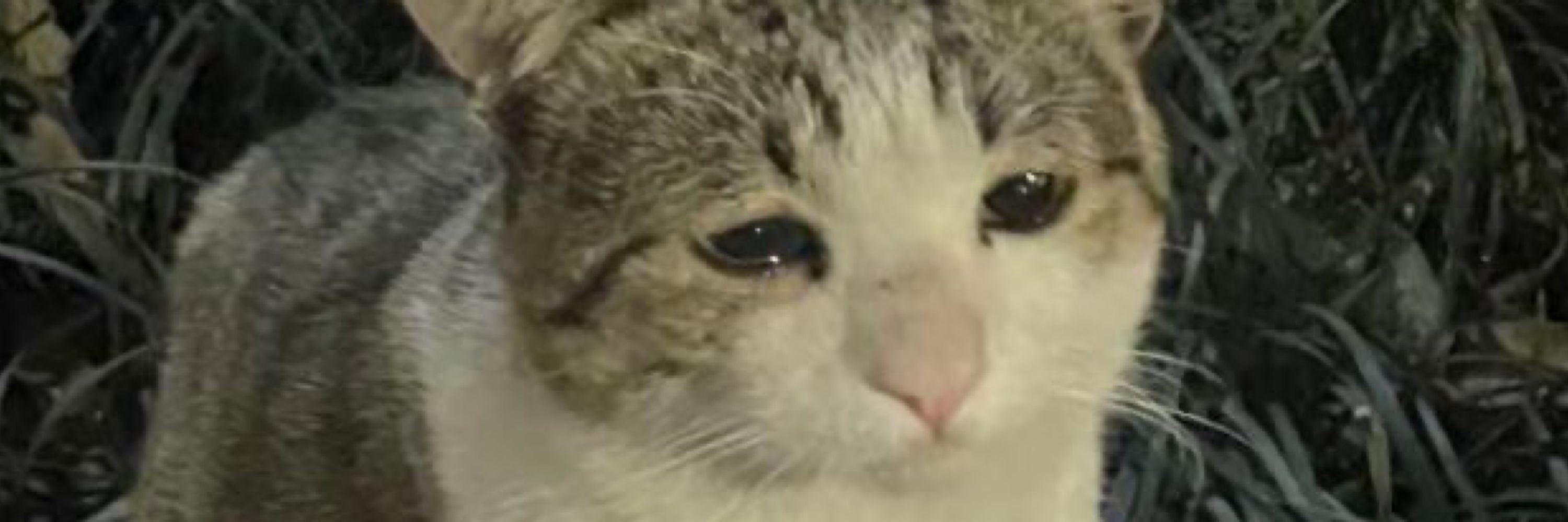 ㅇㅅㅇ