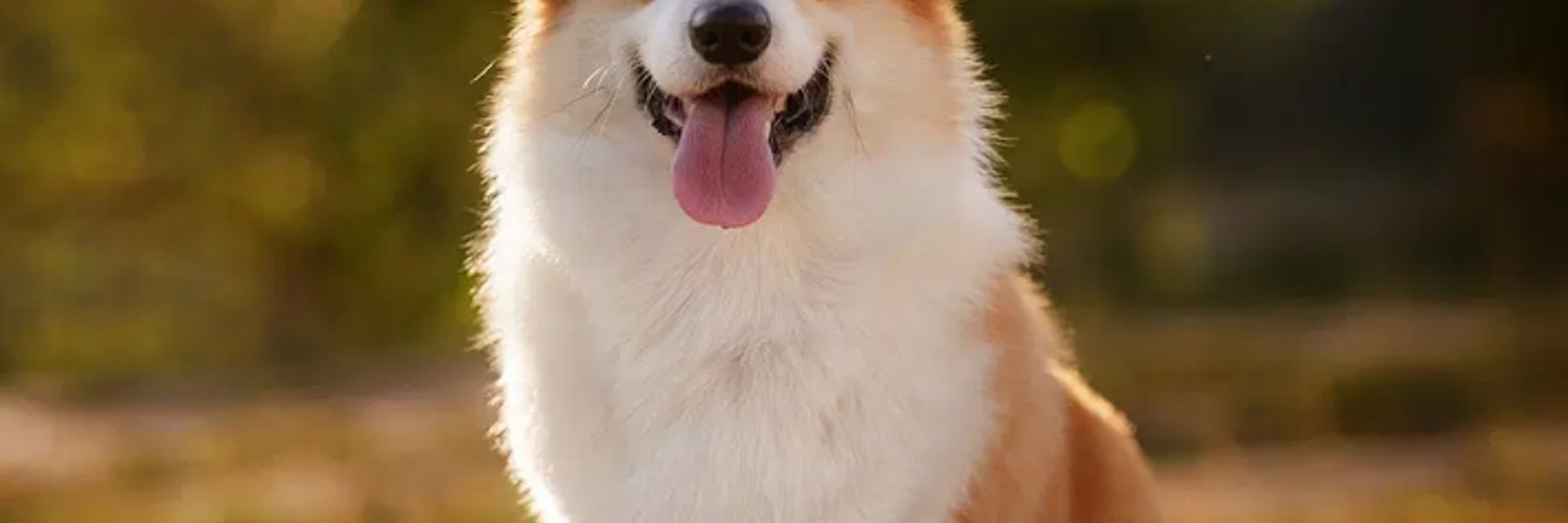 Corgi Lover
