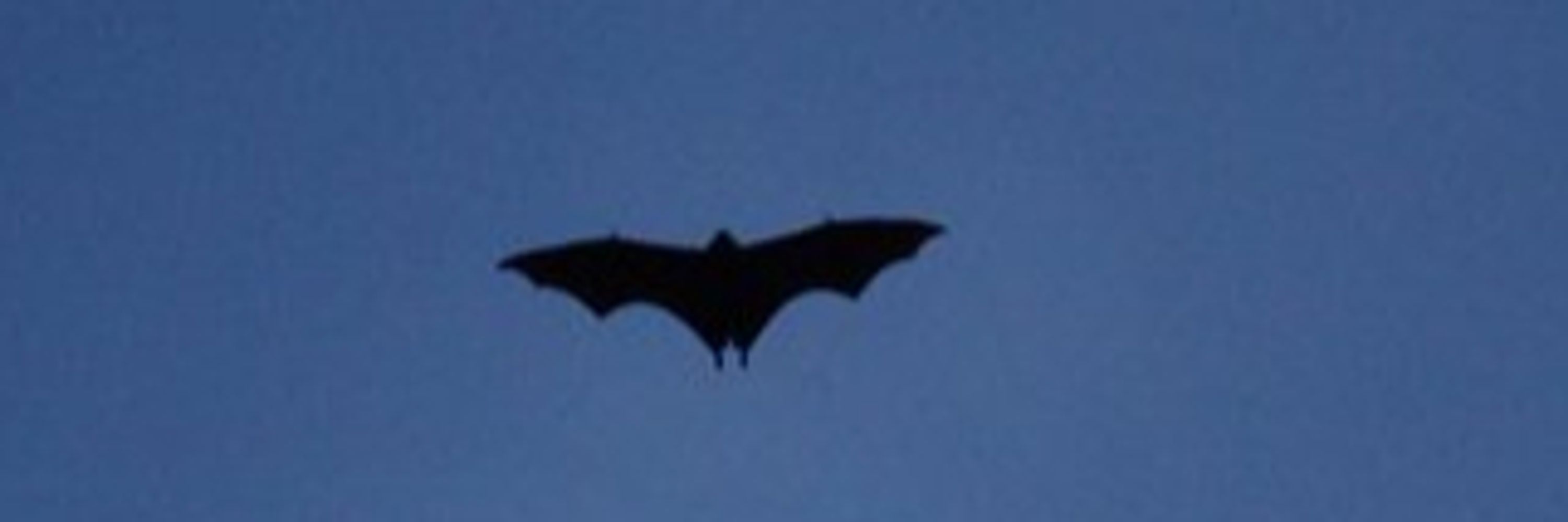 CattleBat