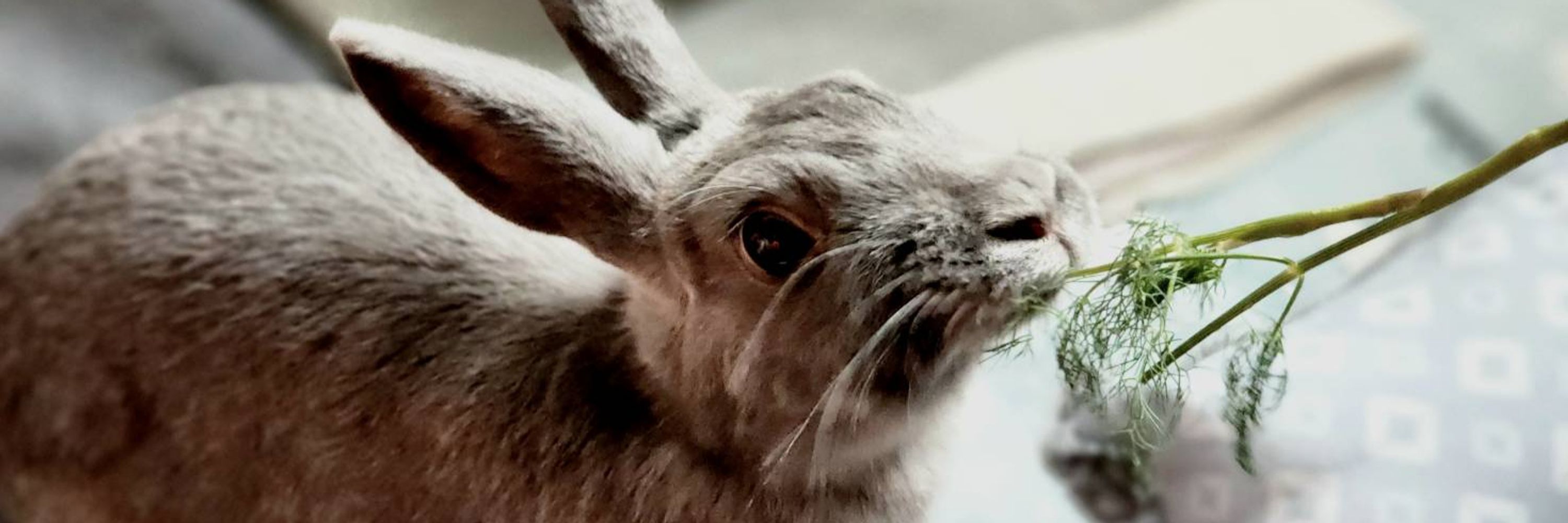 Silvy 🌿🐇
