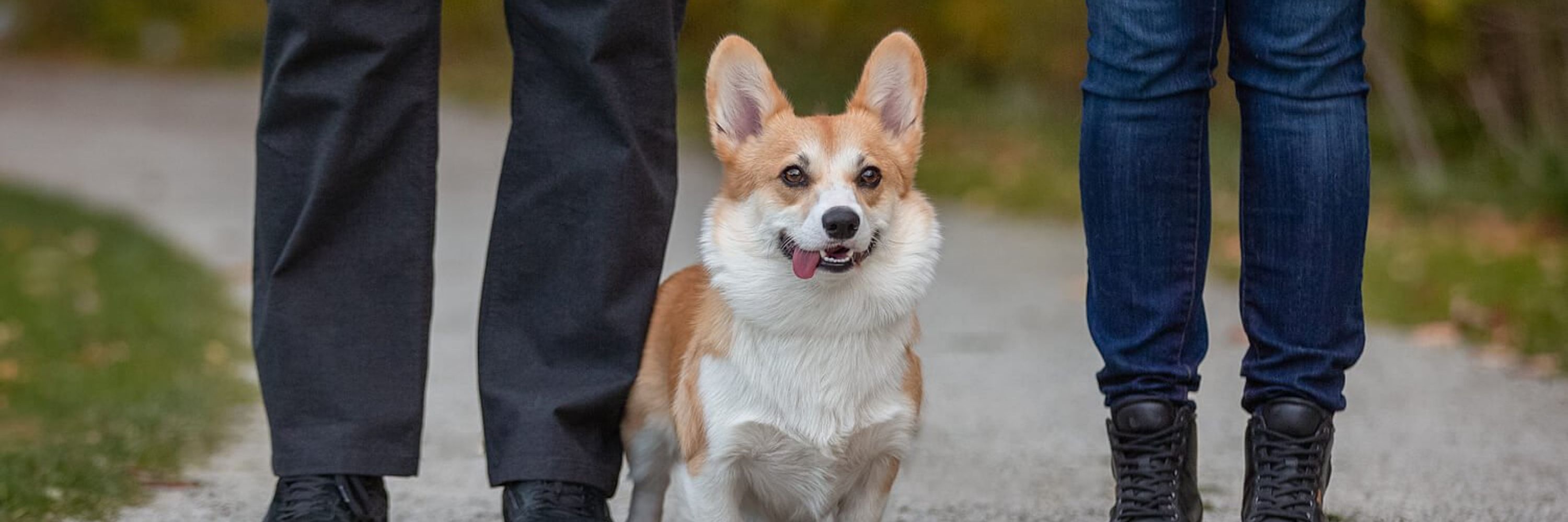Welsh Corgi