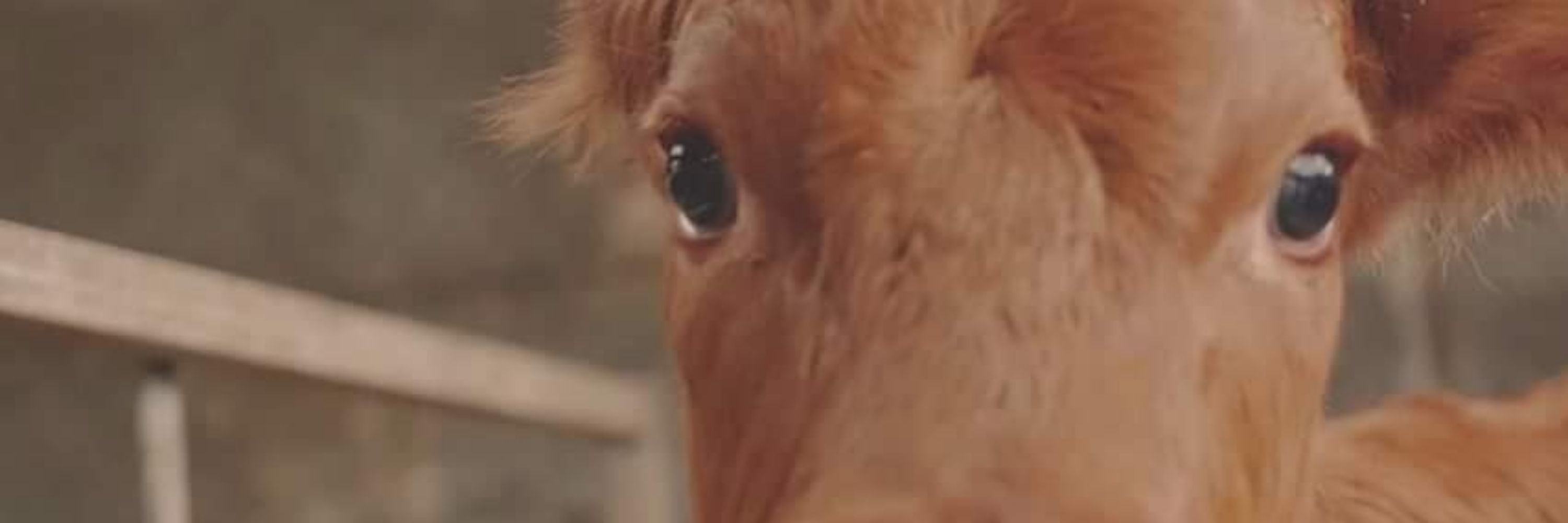 LIBERA! - Asociación Animalista