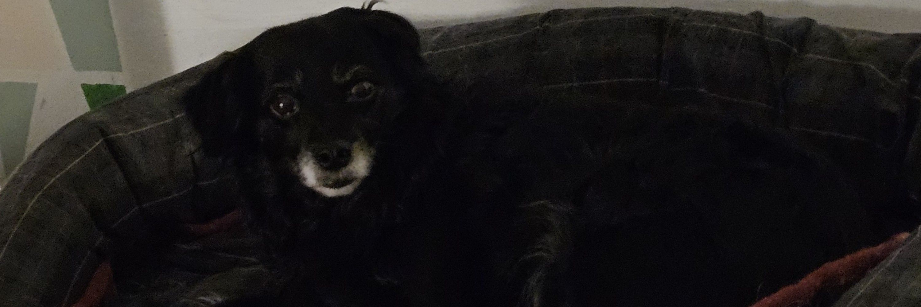 Die_mit_den_bekloppten🐾