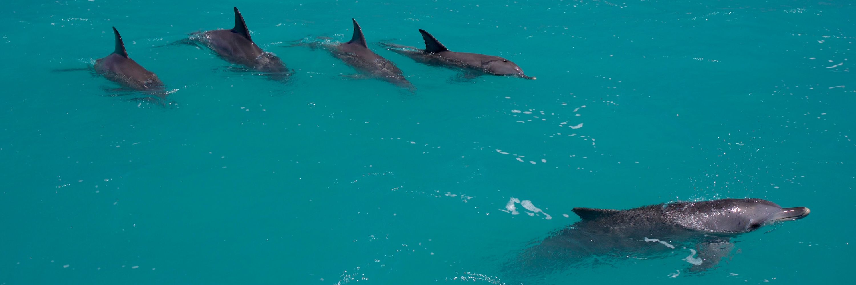Shark Bay Dolphin Research