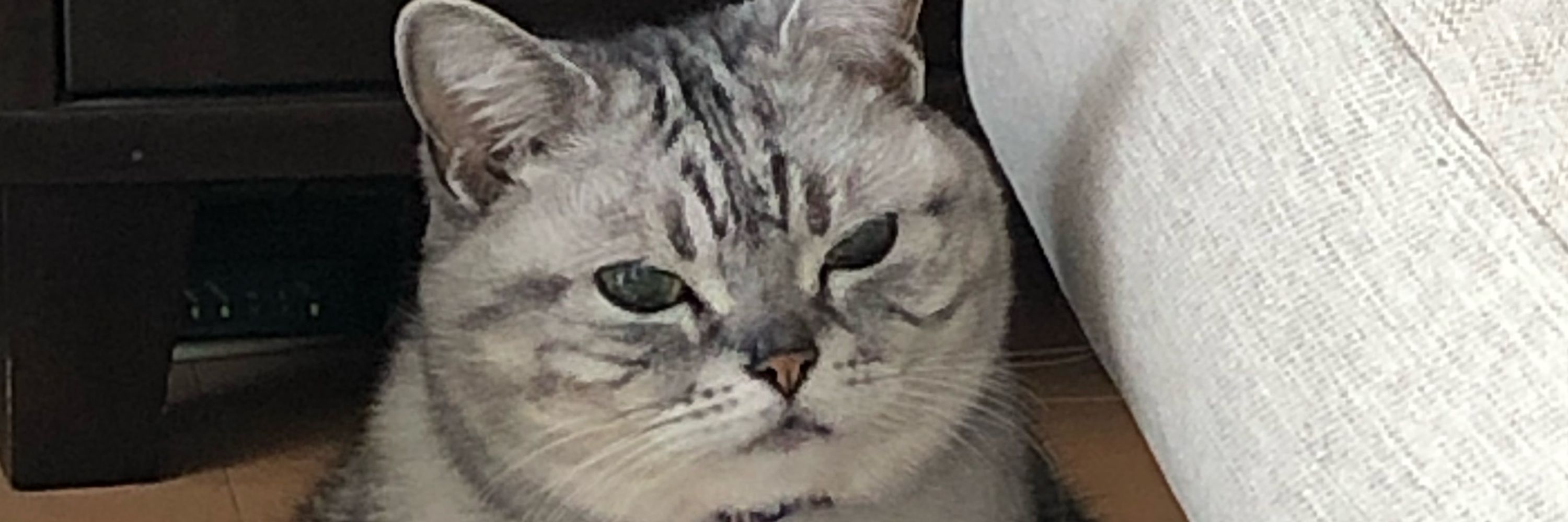 ねねね