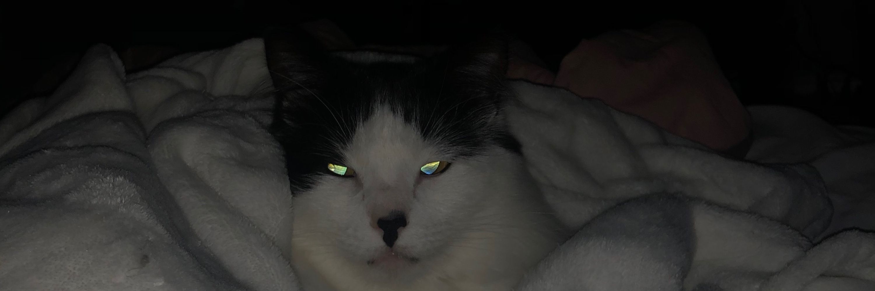 Tafubitto