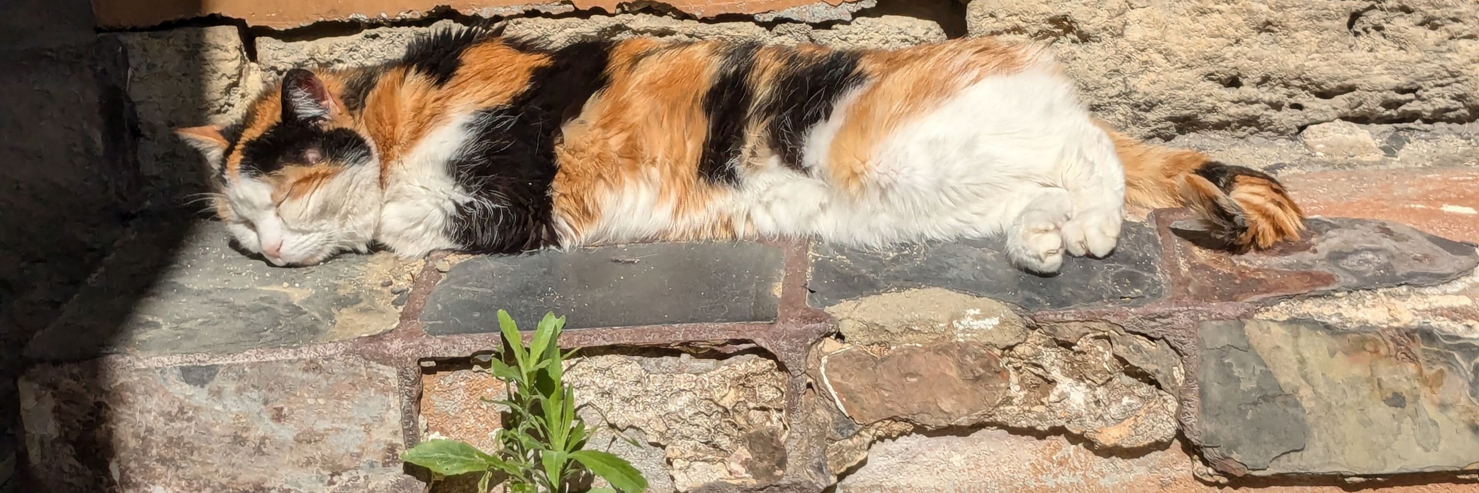 Mischka