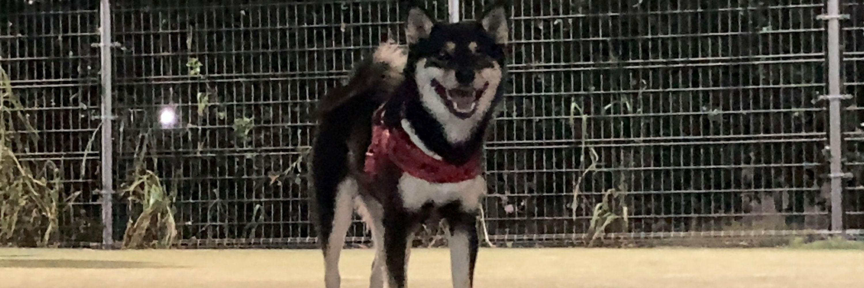 楼杜