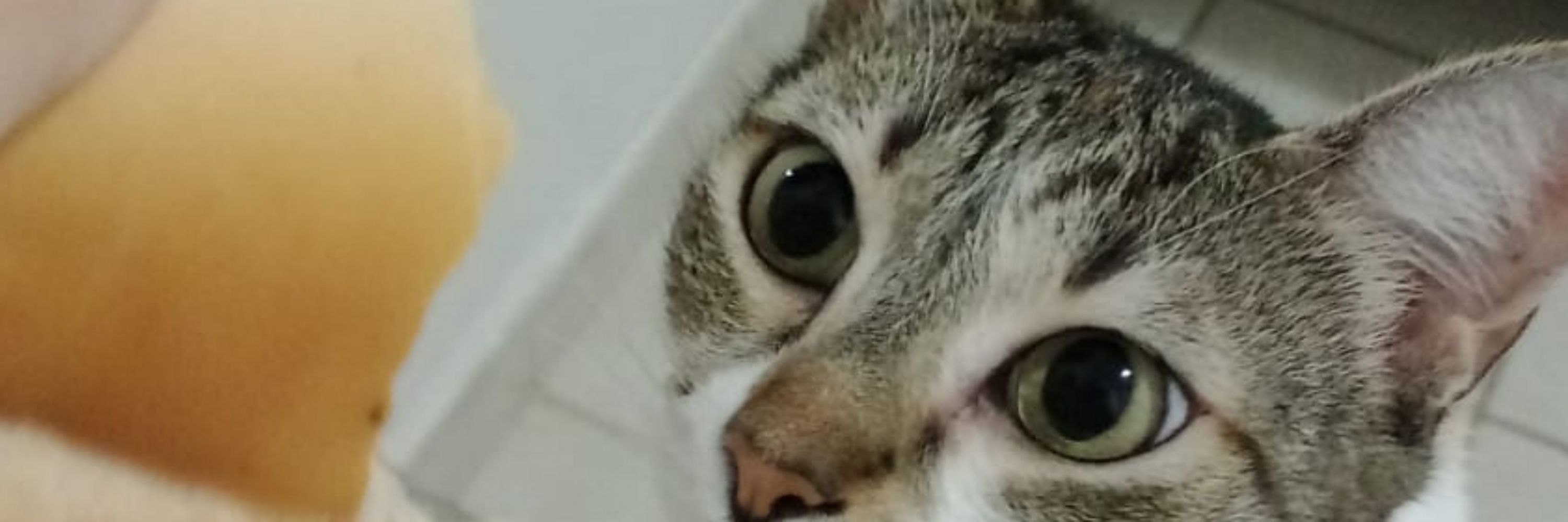 caca