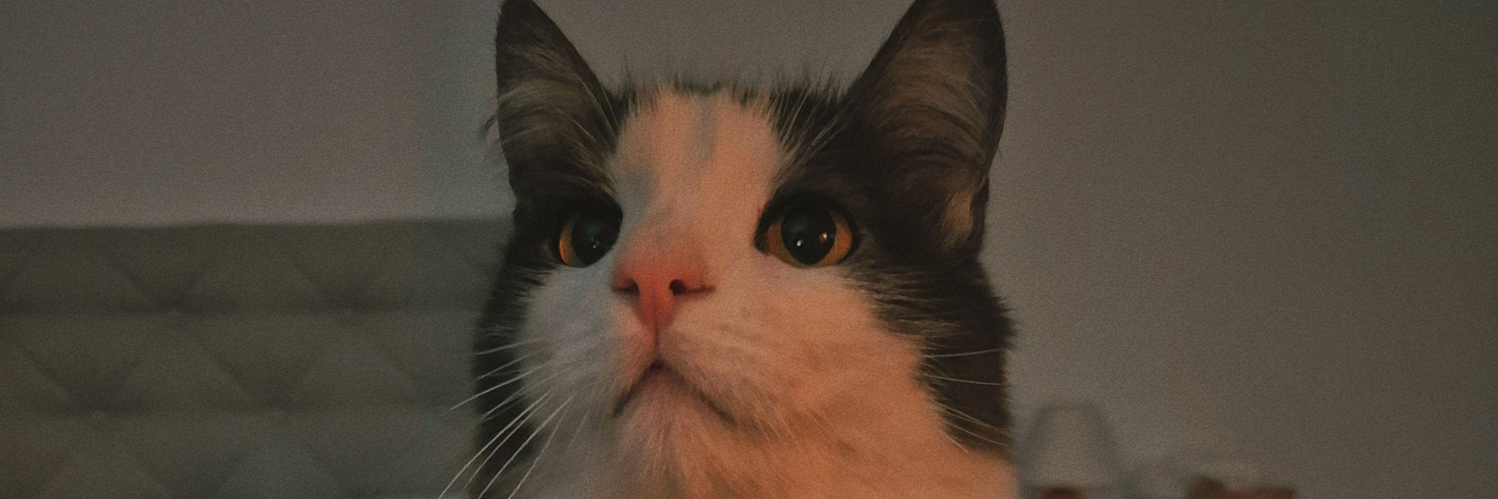 Fata🌙