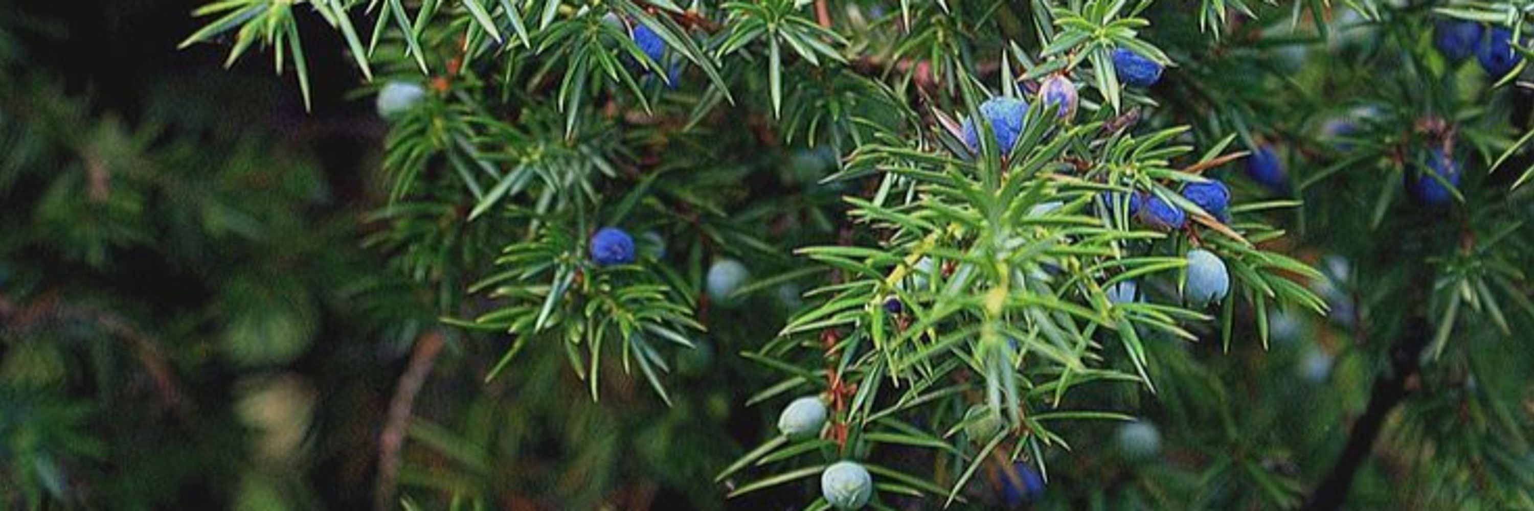 Juniper 🫐