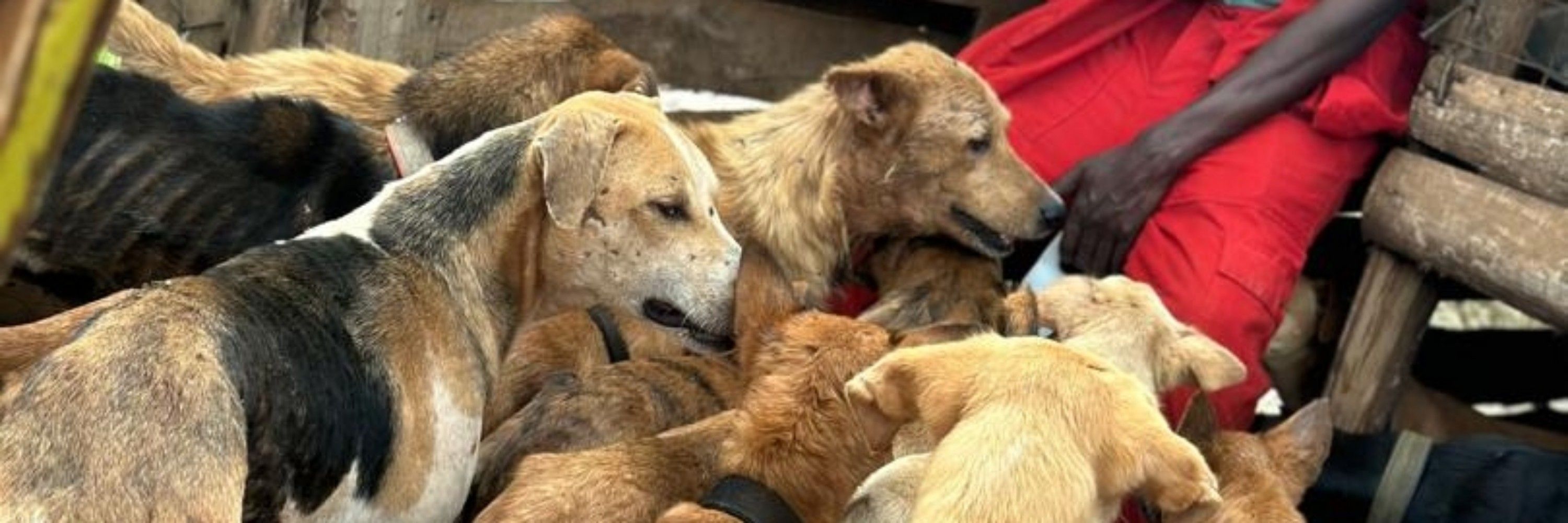 PET RESCUE SANCTUARY 🐕 🇺🇬