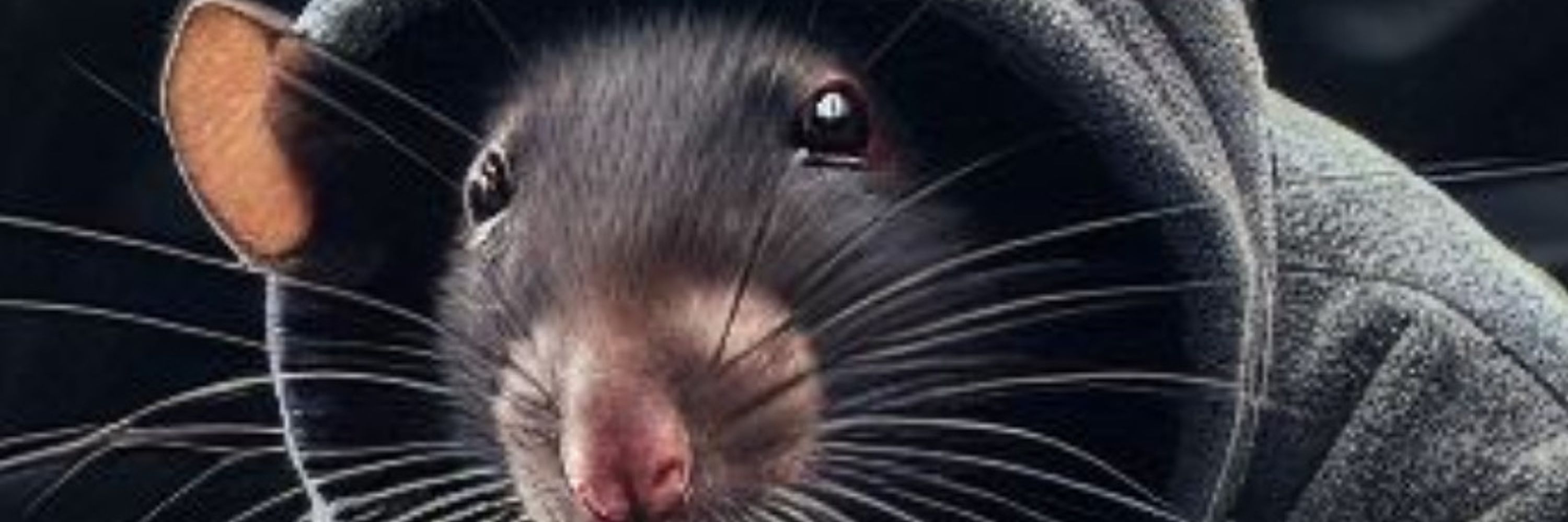 Rat confirmed