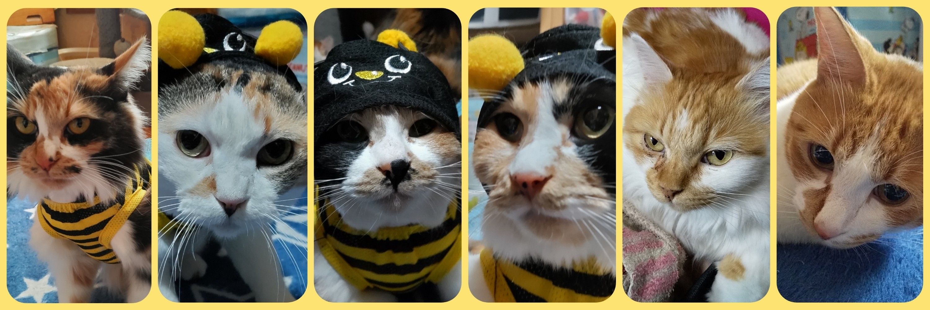 マッキー亜耶🐝