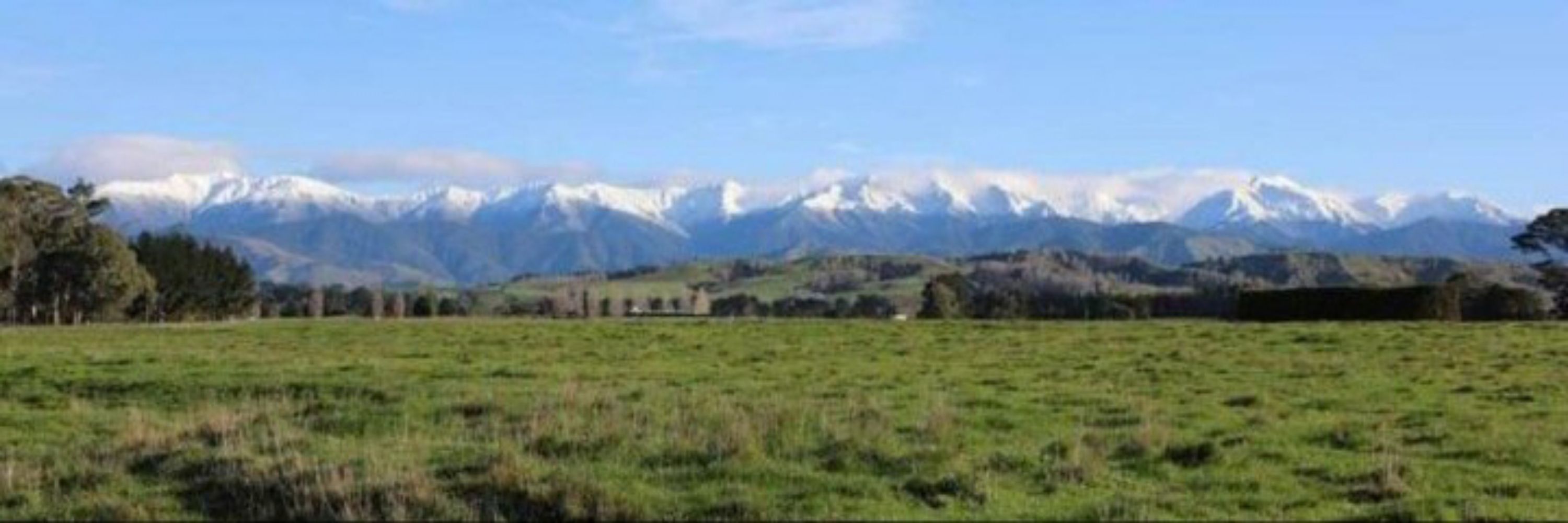 🇳🇿HonestyJones🇳🇿