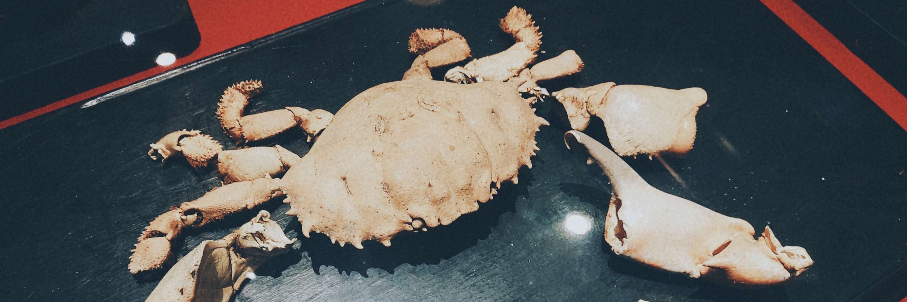 ふづき🦀🥘🐈