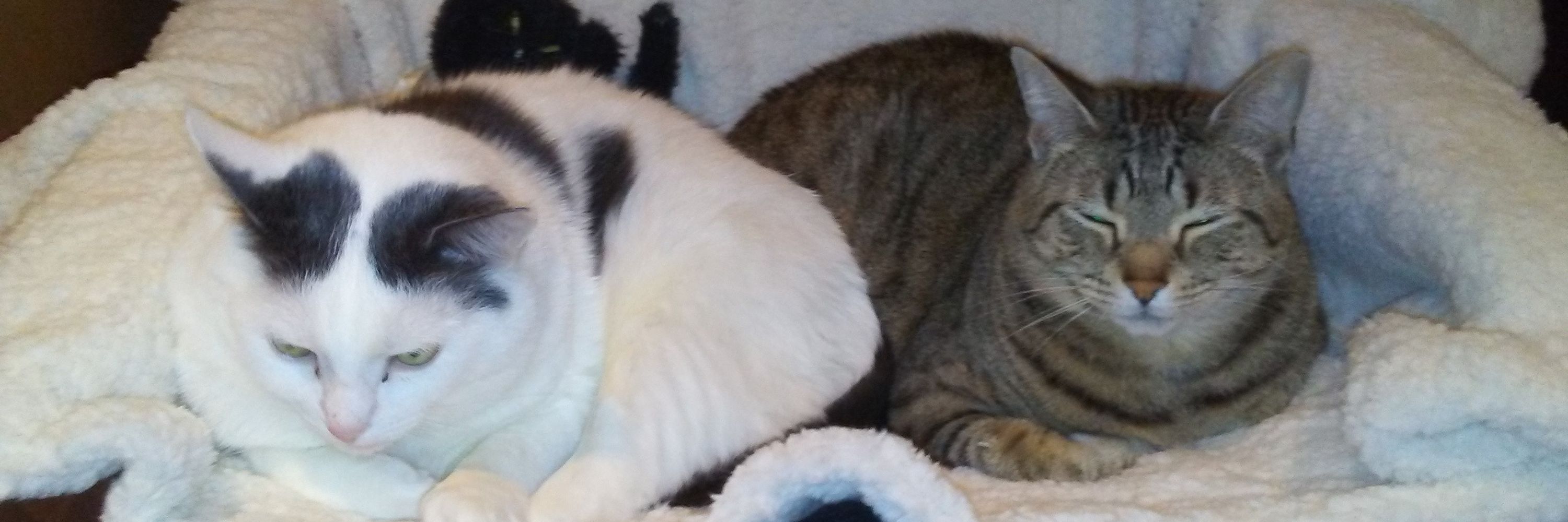 Augustus & Skip's Lazy Days