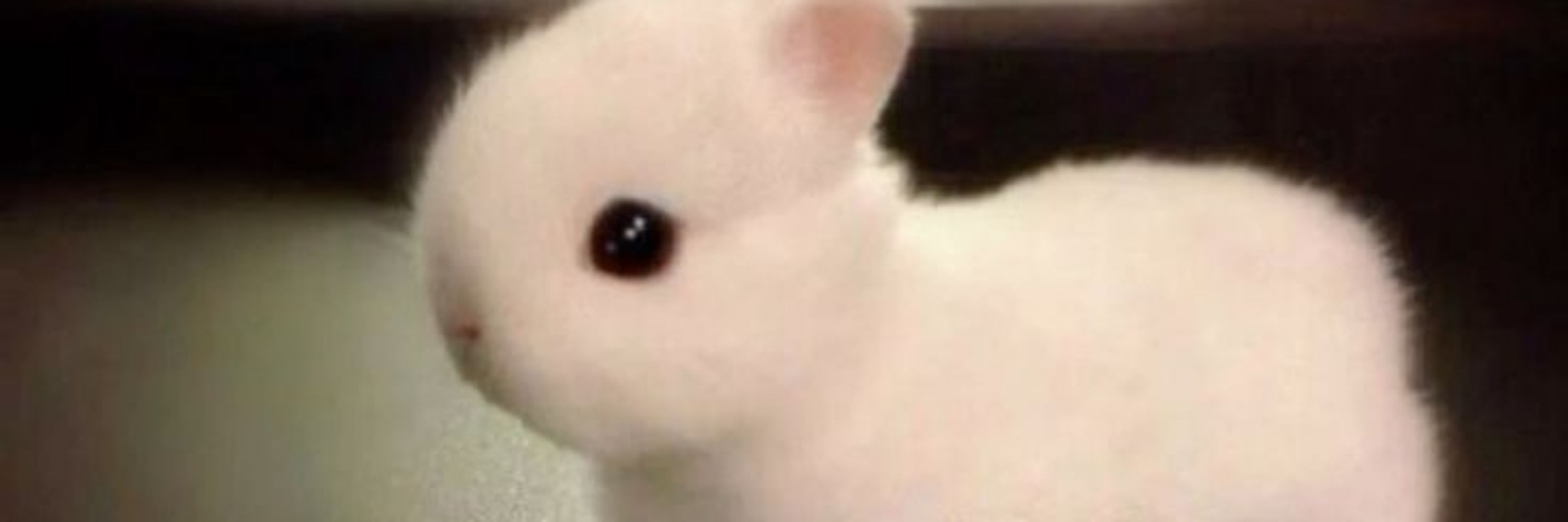 •𐑯𐑹𐑱𐑩!!⚧️