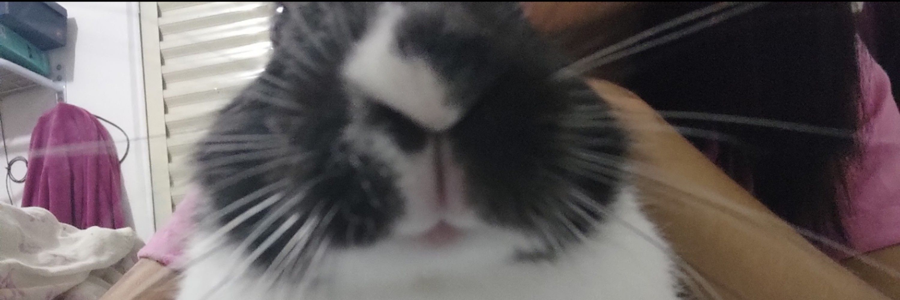 belly ama seu coelhinho