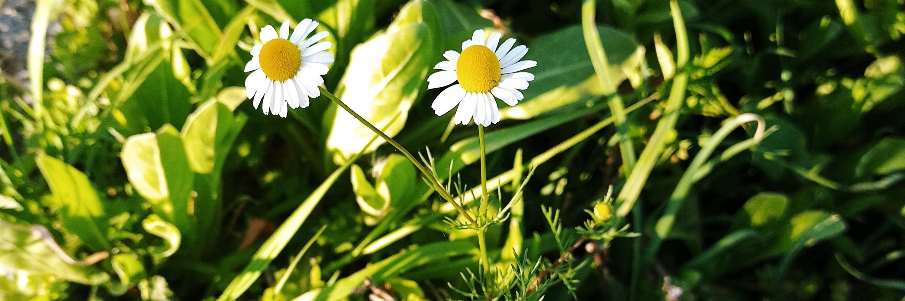 m 🌼