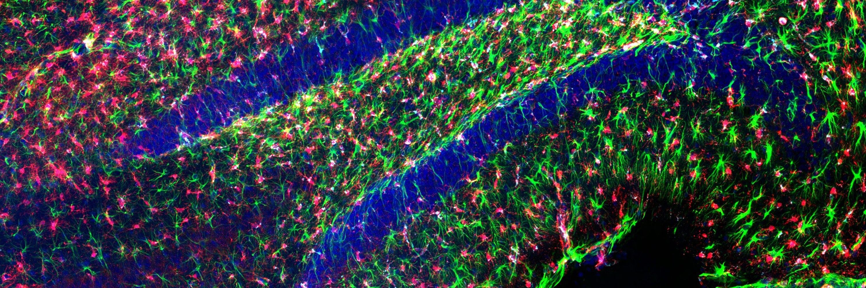 Biological Imaging and Neuroanalysis Core Facility