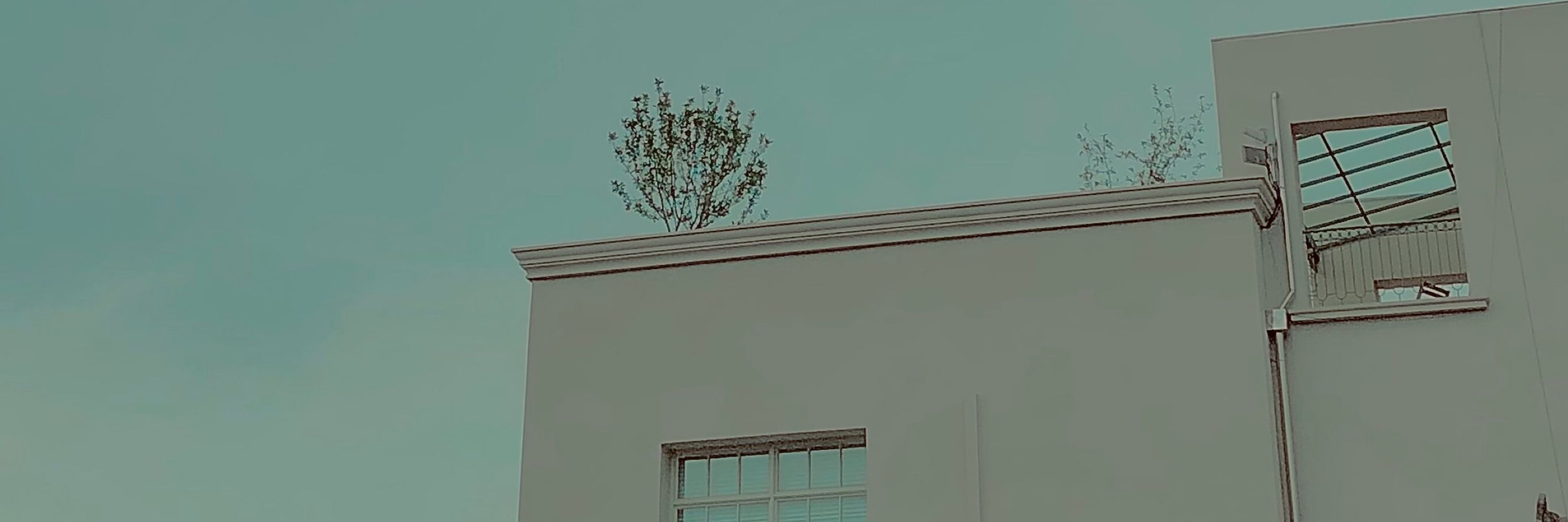 樹
