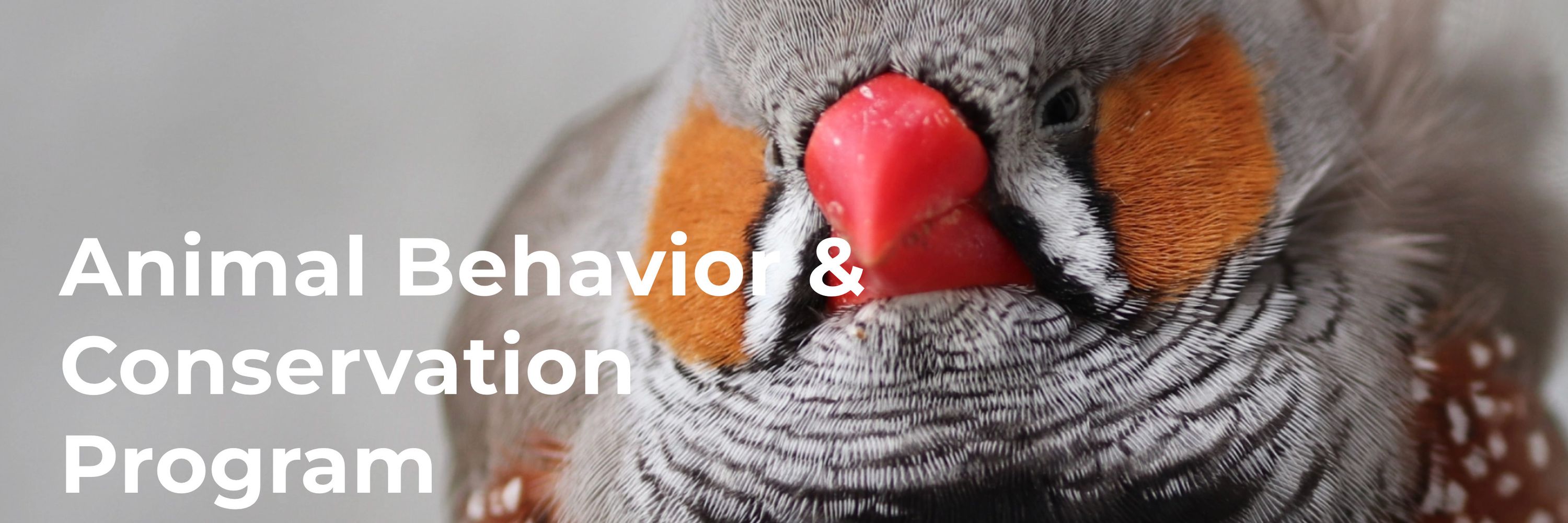 Animal Behavior & Conservation