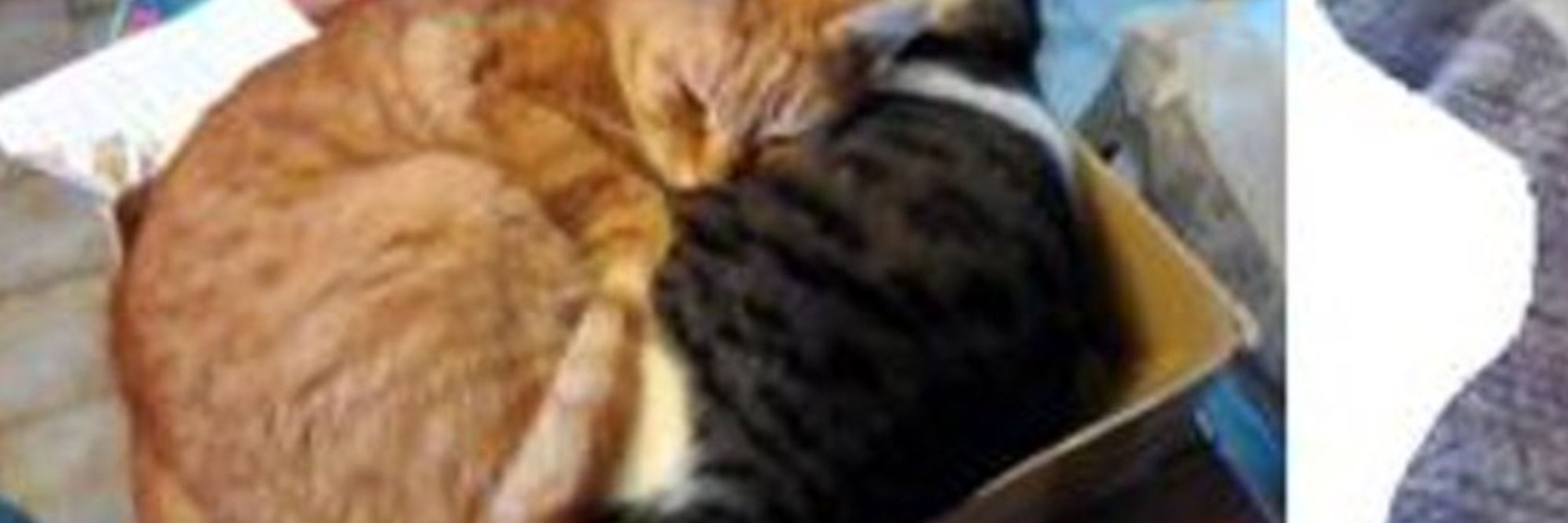 quatchats et une étoile 🍋🍓🦜🧼⭐🦐