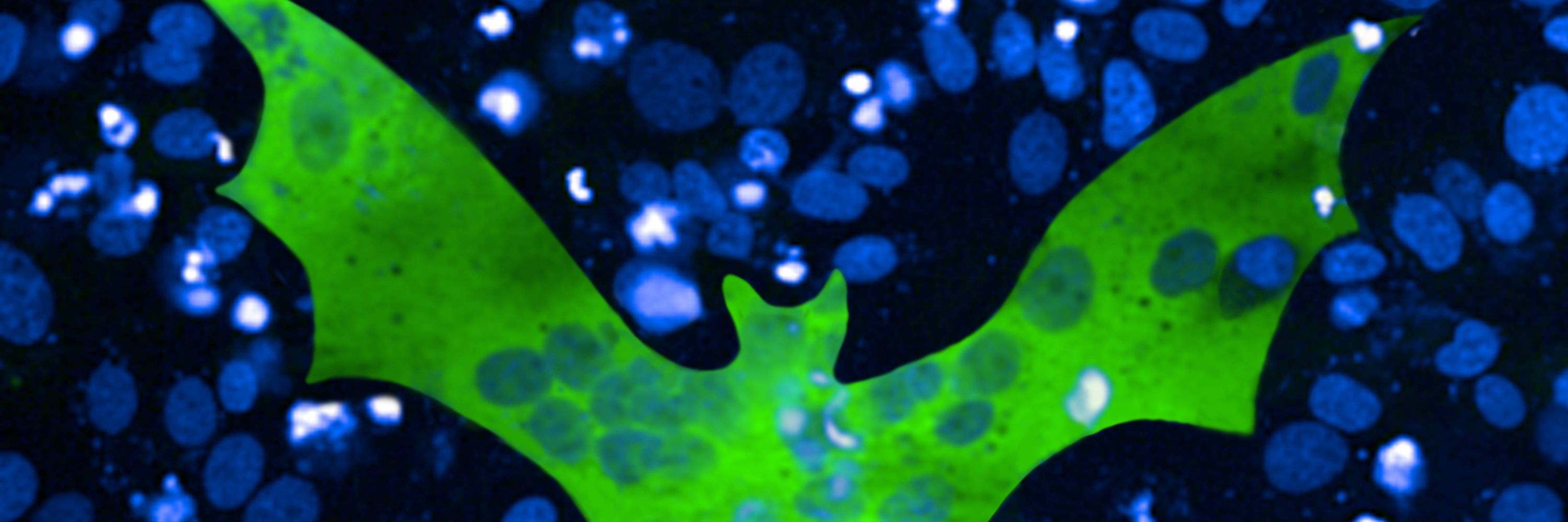 Team V2S (Virus Sensing and Signaling) 