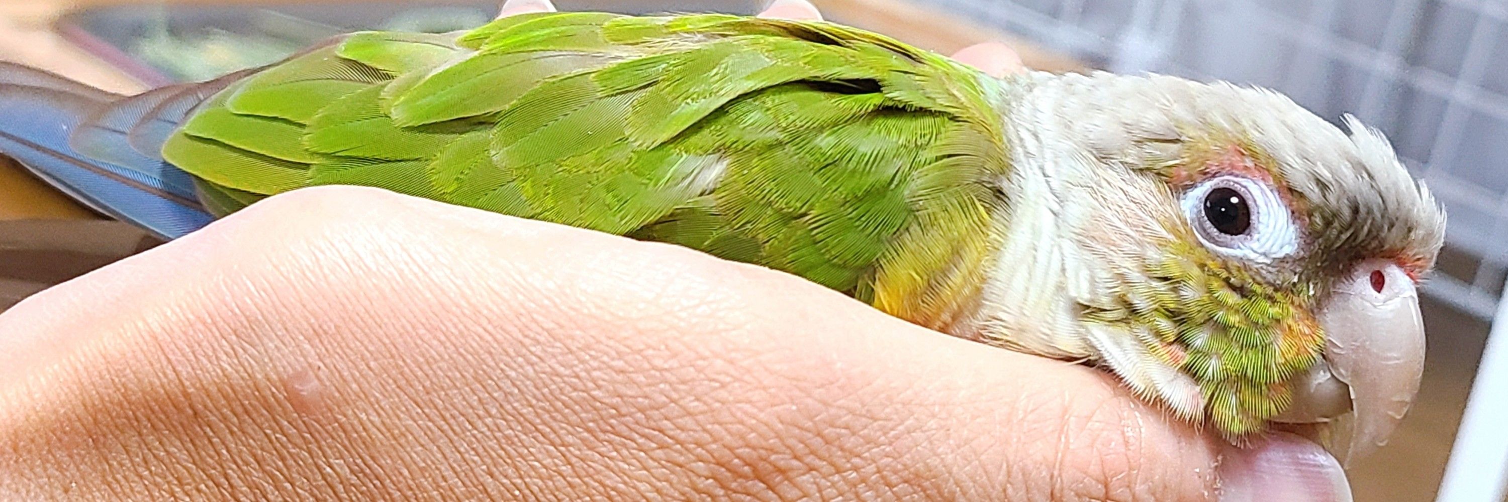 せいいち