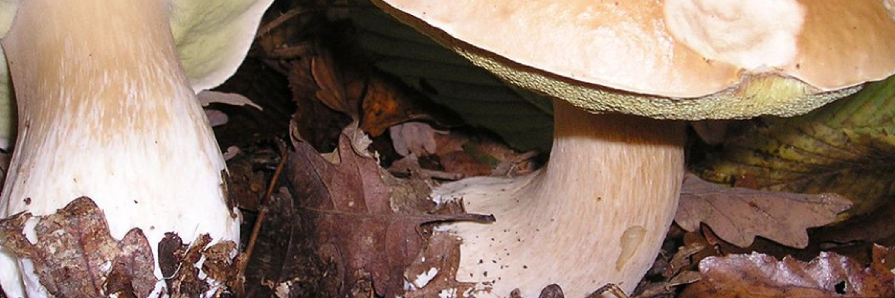 Fungus Caeli