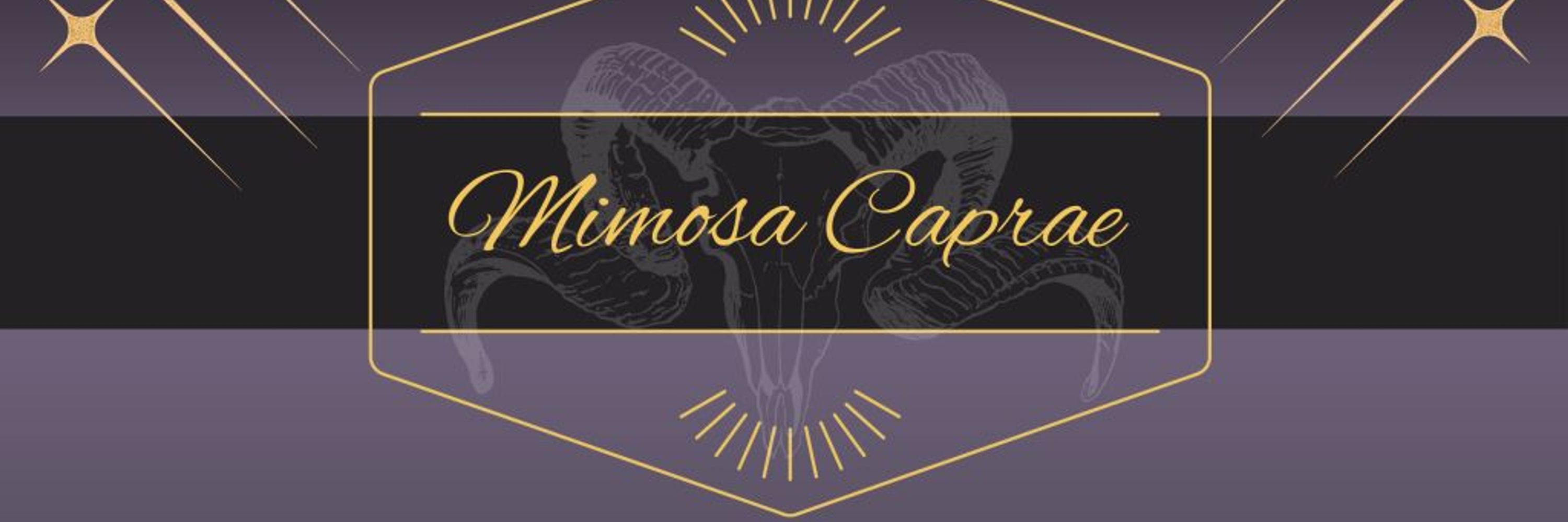 Mimosa 
