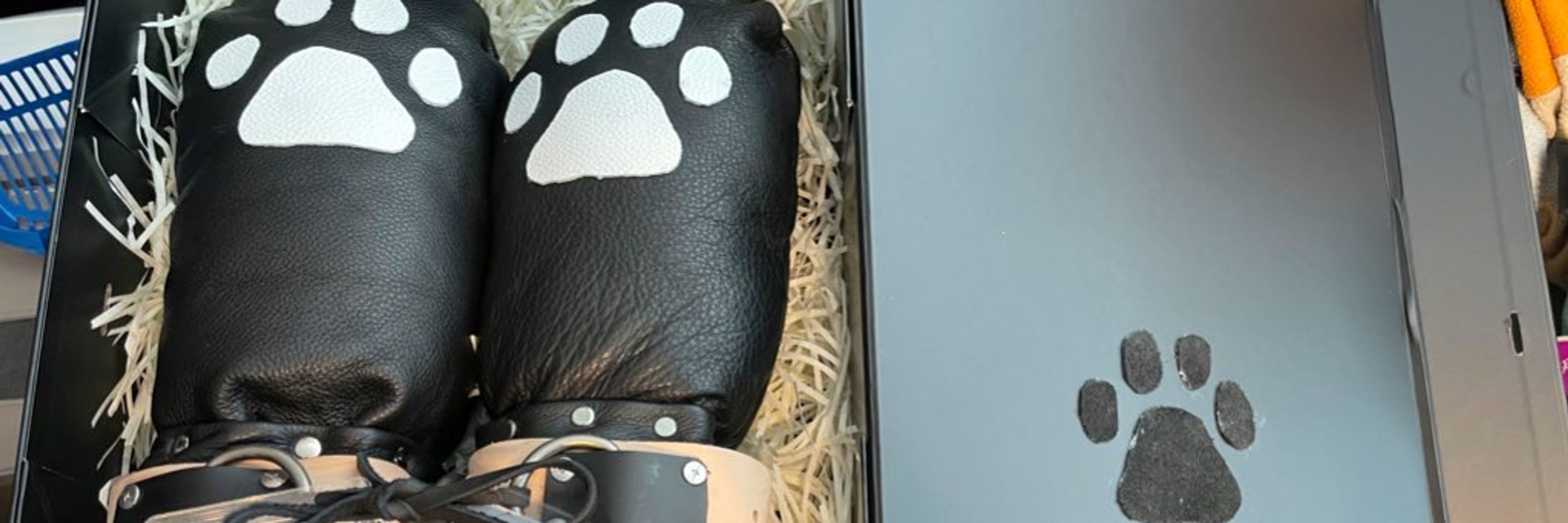 Asylumpaws