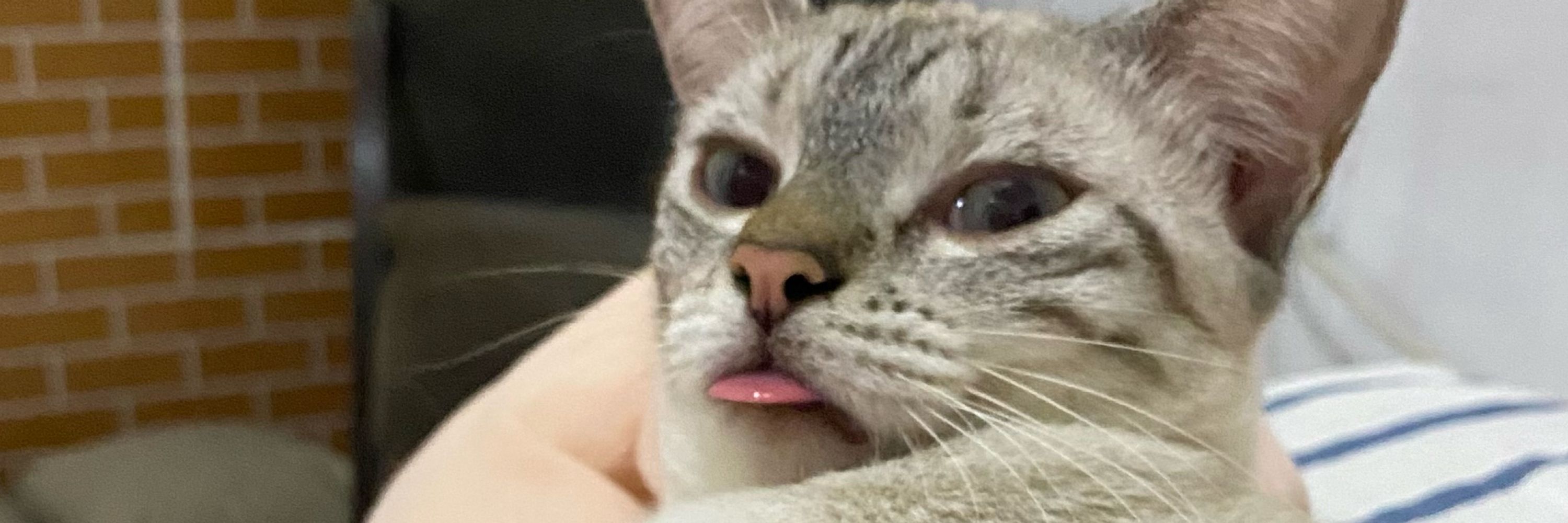 bruna 