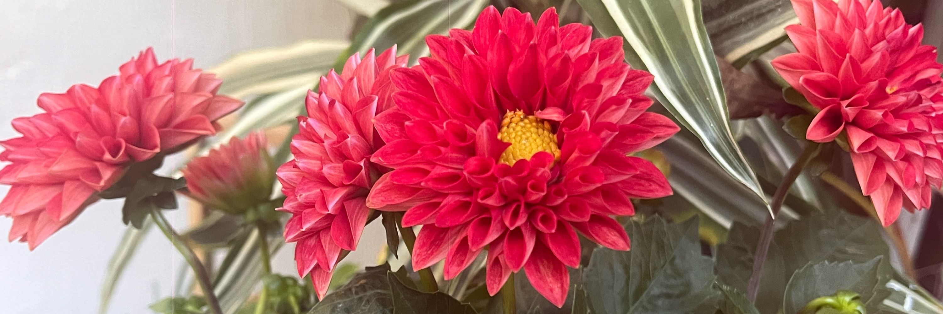 Marifera