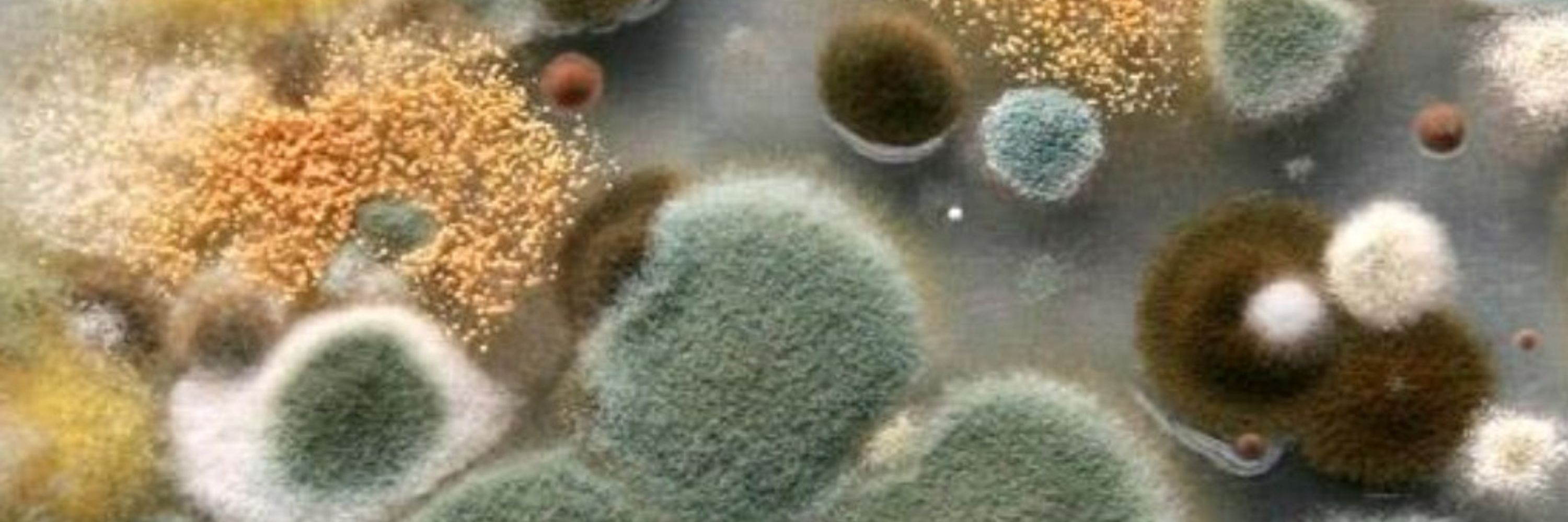Michal The Moldy