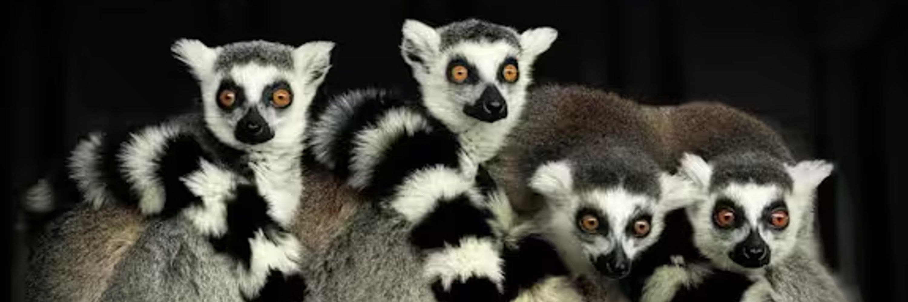 Lemur Daddy